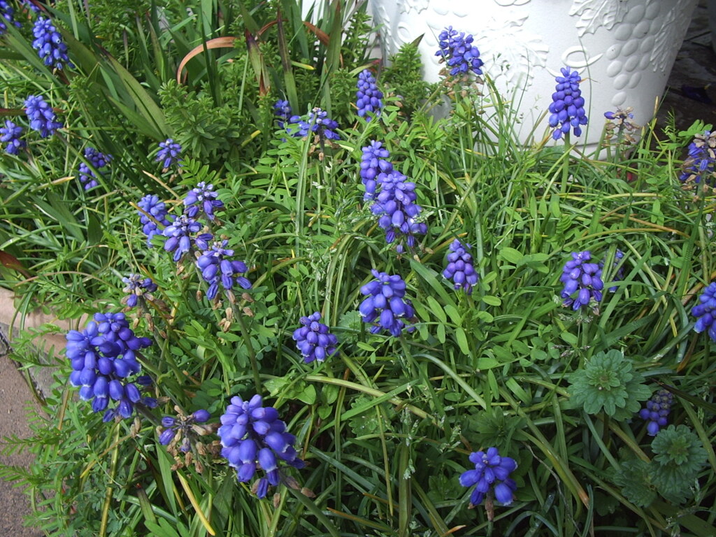 ココさん所の花