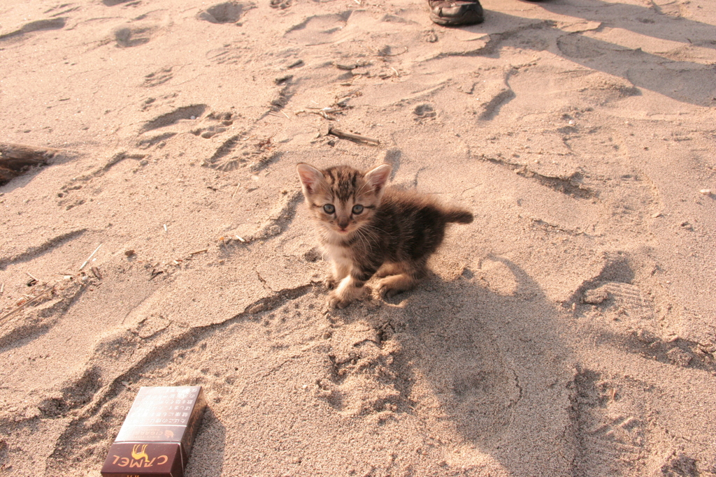 かわいいかわいい仔猫