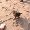 かわいいかわいい仔猫