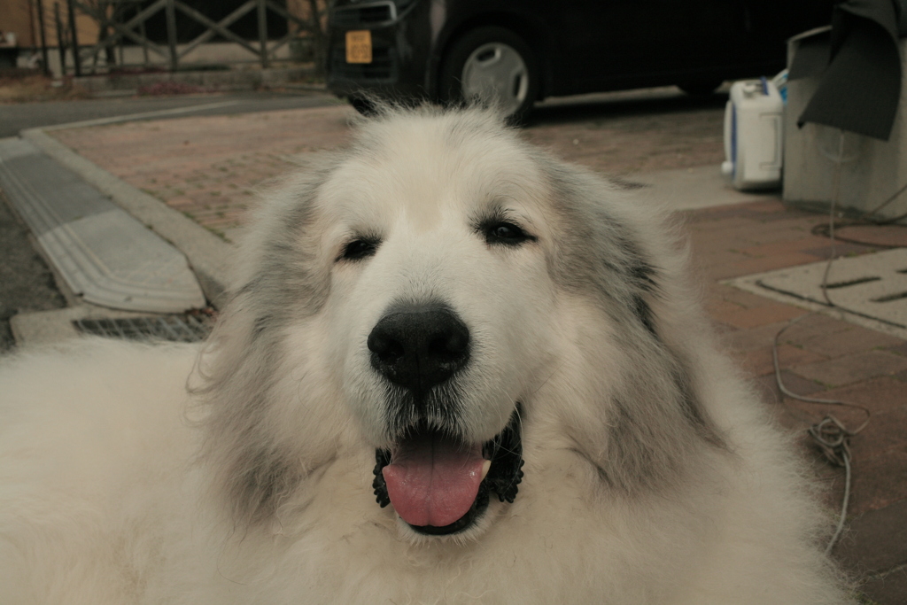 お昼、ホカホカなココ様