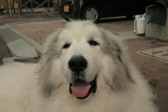 お昼、ホカホカなココ様