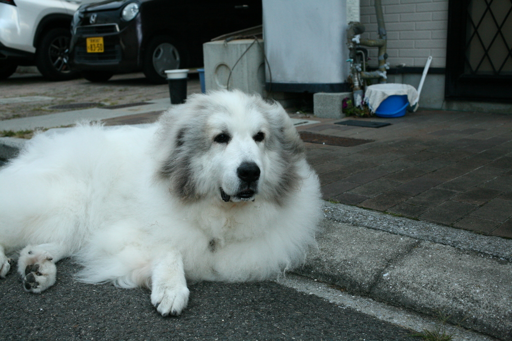 今日も元気なココさん