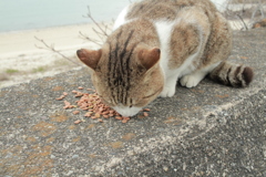 ご飯を食べるトム君