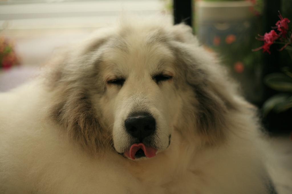 お店番してるココさん