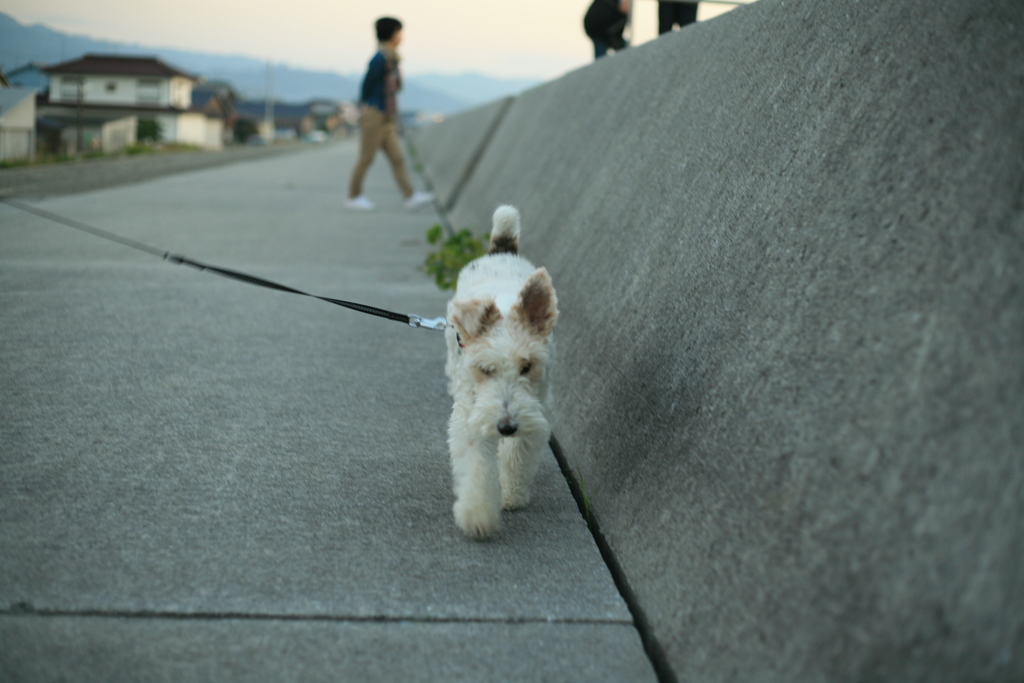 散歩してるアビィちゃん