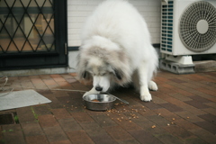 ご飯を食べるココさん
