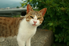 トム君