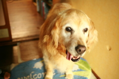 お宿番してる営業本部長みゅうちゃん