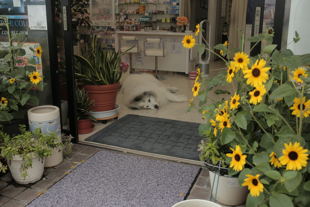 お店番してるココさん