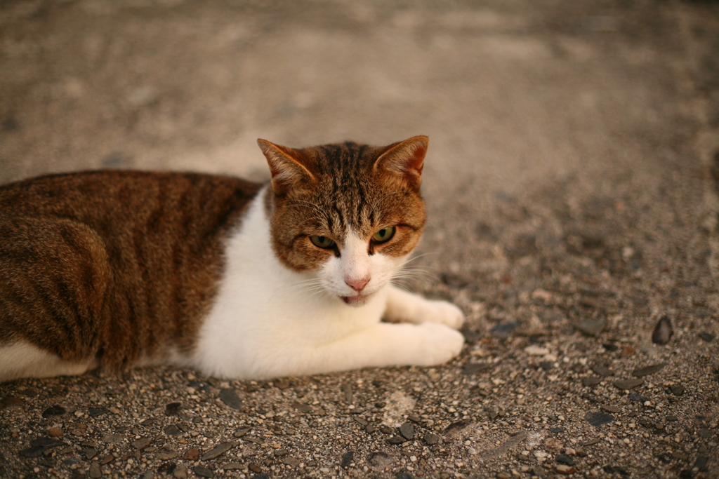 ＠2019-09-10