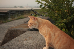 今朝のトラヤン