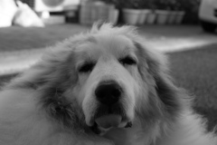 レンズの違いもあるんだろうけど、フルサイズって写りますな　!(^^)!