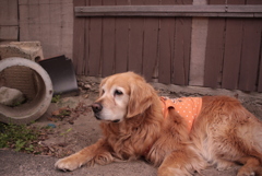 ゴールデンウィークは仕事が忙しくなるみゅうちゃん