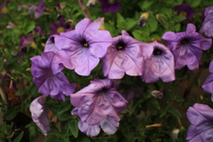 ココさん所の花