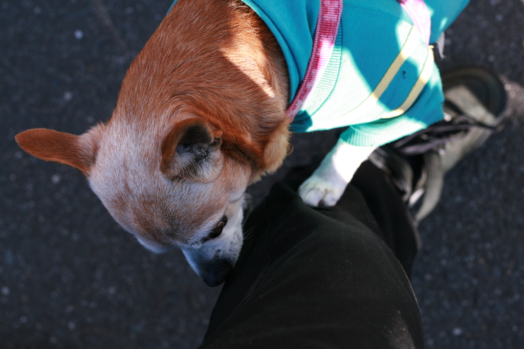 アキちゃん12歳