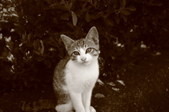 モノクロセピア