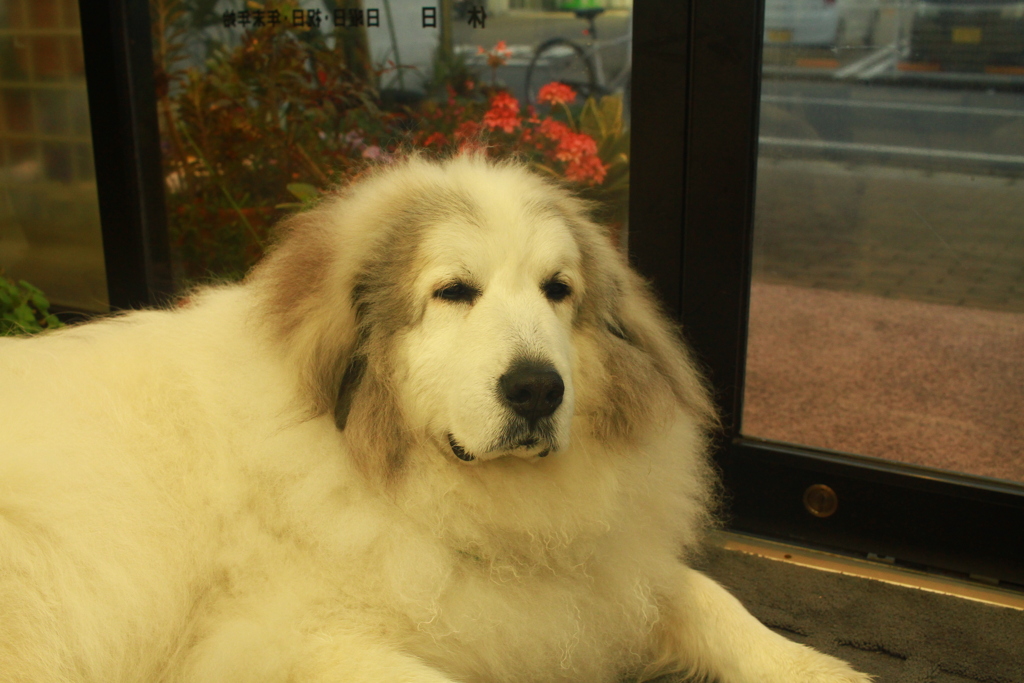 今日も元気なココ様