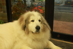 今日も元気なココ様