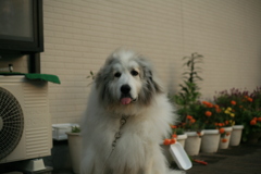 ポニョポニョしてるココ様