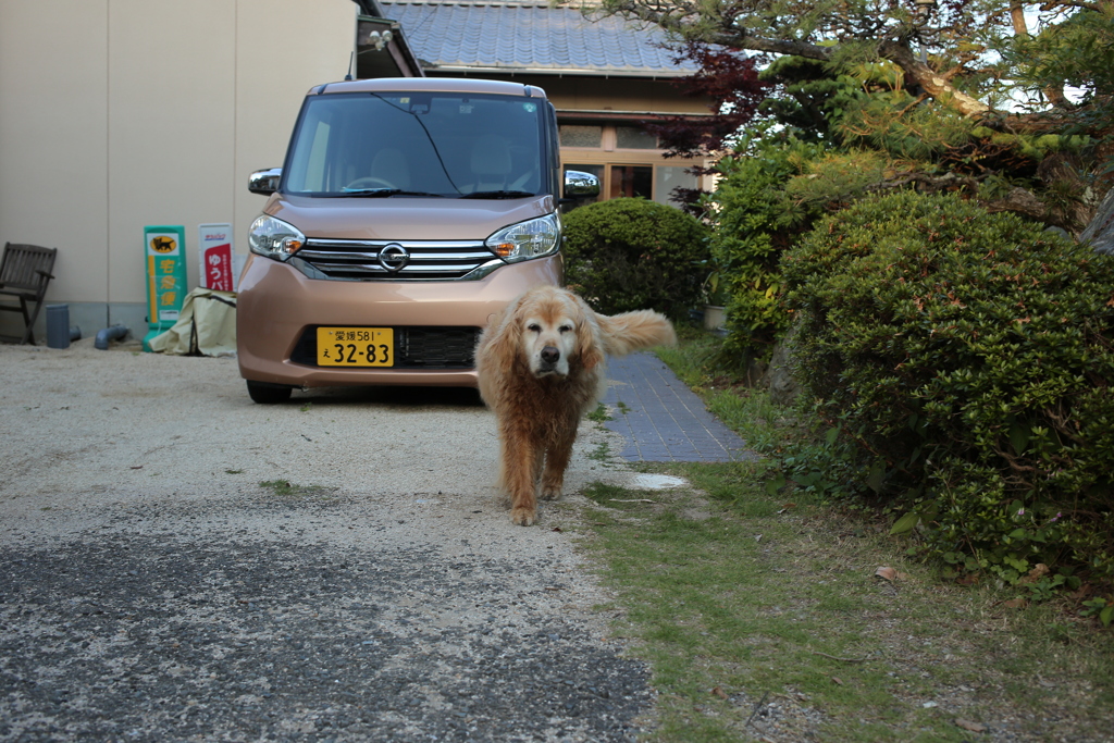 やってくるみゅうちゃん
