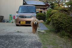 やってくるみゅうちゃん