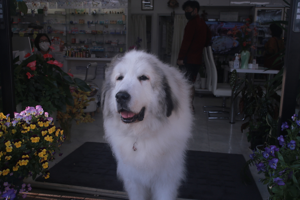 今日もお店番のココさん