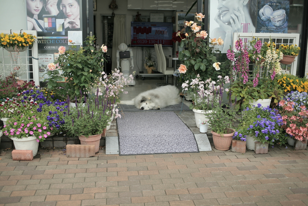 とうせんぼしてるココさん