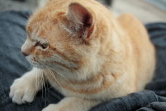 今日もデレデレのトラヤン