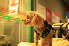 おばあちゃんの帰りを待ってる元ちゃん