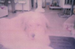 元落下品だったというKonicaC35