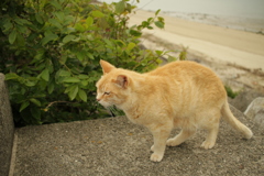 トラちゃん