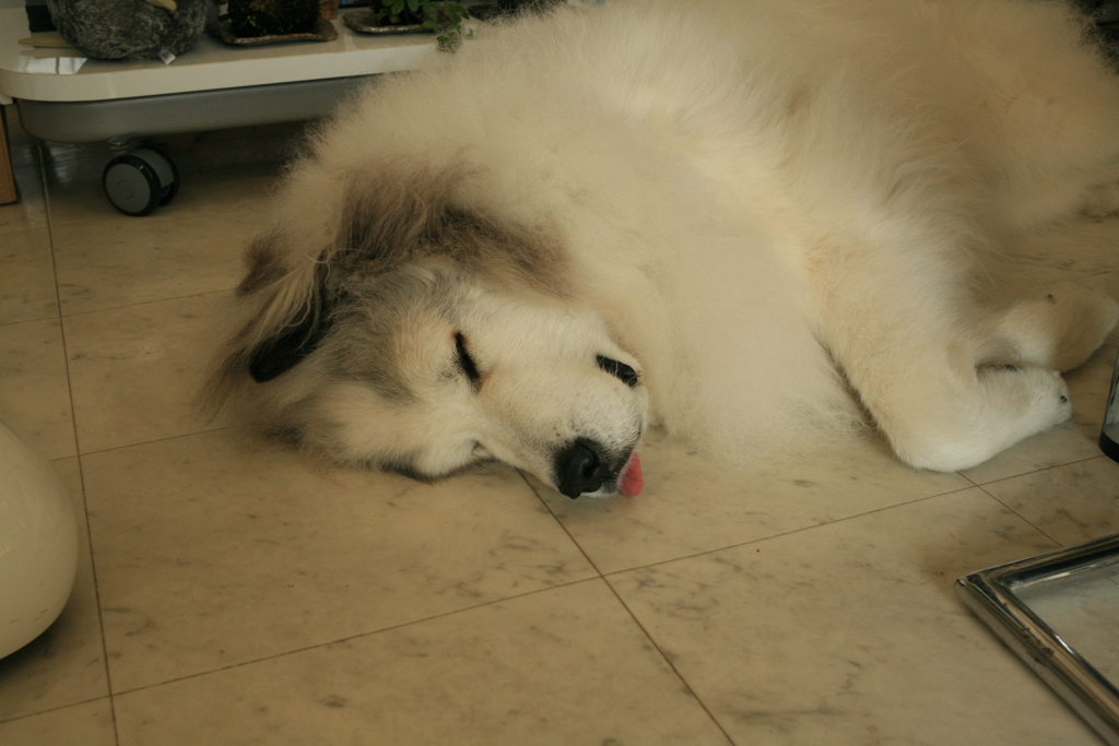 土曜昼、お店番してるココ様