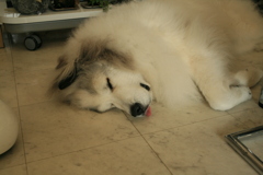 土曜昼、お店番してるココ様