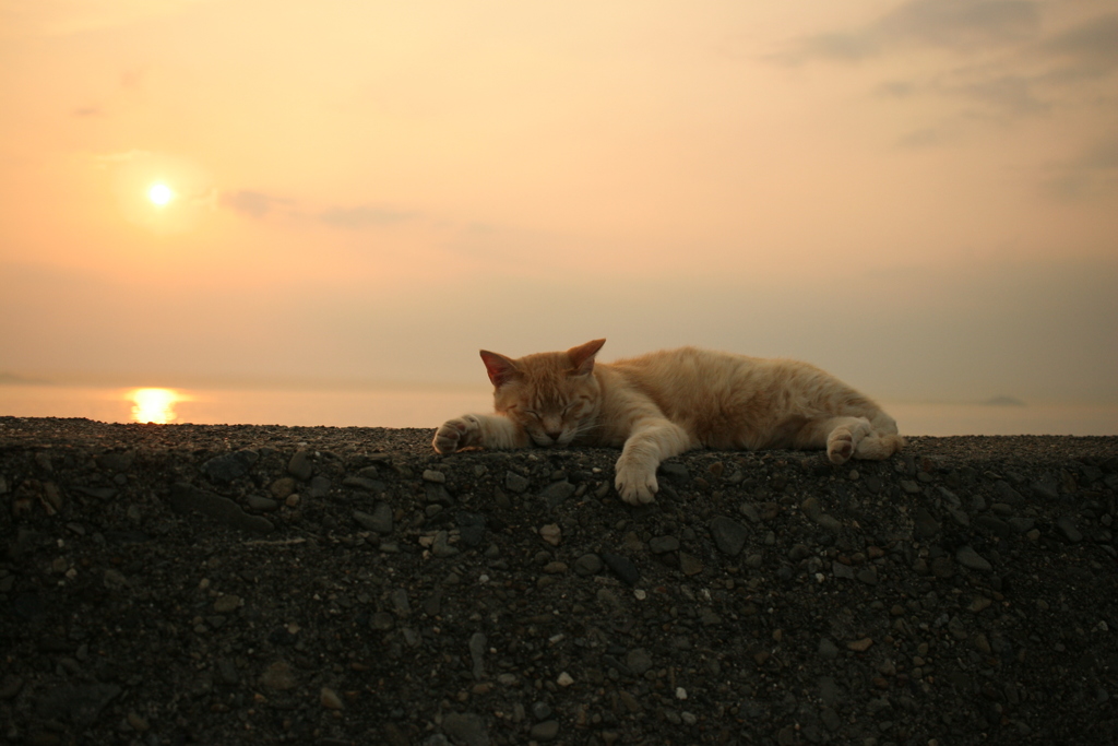 トラやんと夕日