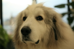 お店番してるココさん