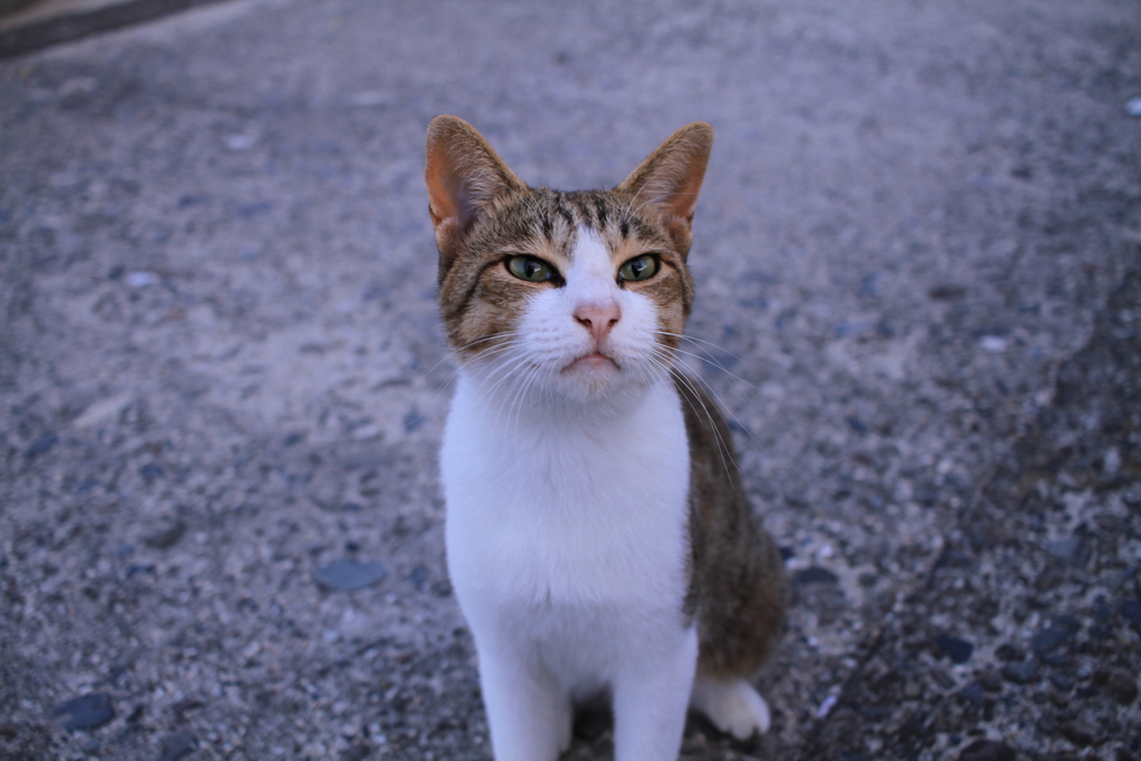 今日のトムくん