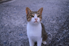 今日のトムくん