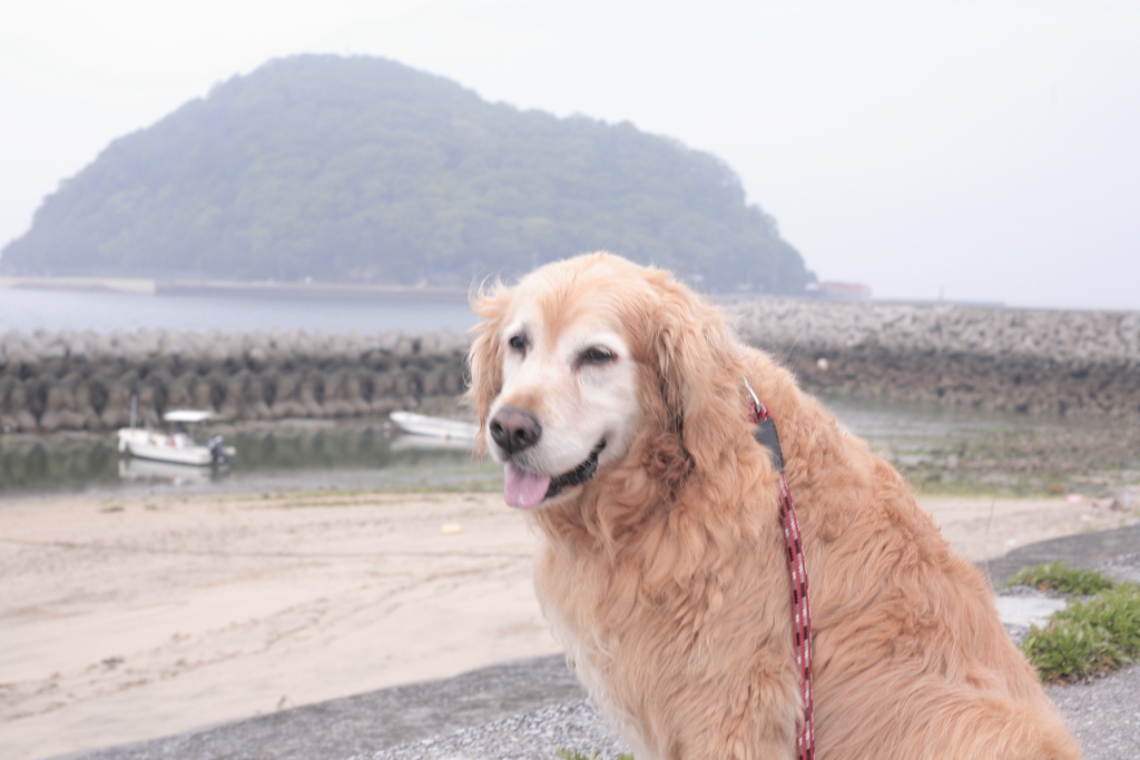 みゅうちゃんと散歩