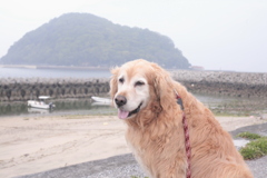 みゅうちゃんと散歩