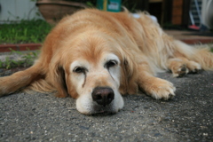 営業本部長みゅうちゃん