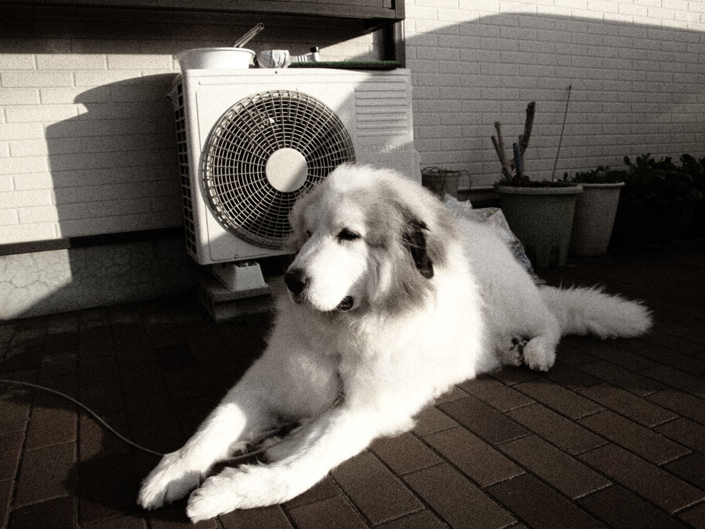 寒い日も番犬のココちゃん