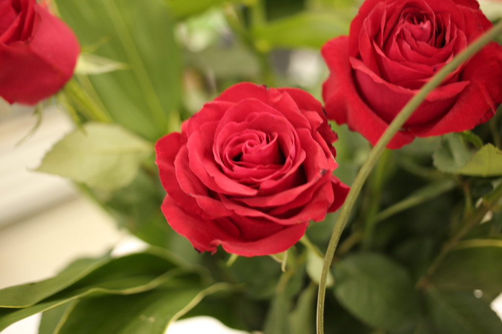 ココさん所のバラ