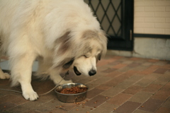ご飯を食べるココさん