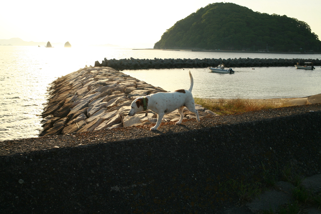 散歩してるククルちゃん