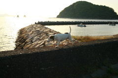 散歩してるククルちゃん