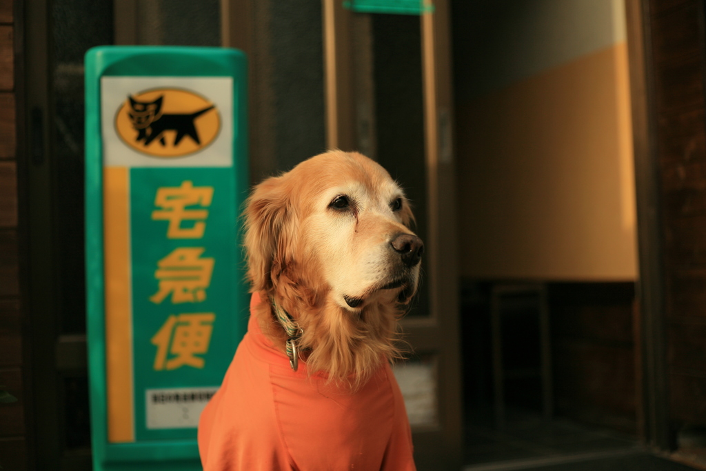 お宿番してるみゅうちゃん