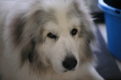 今日もココ様は元気