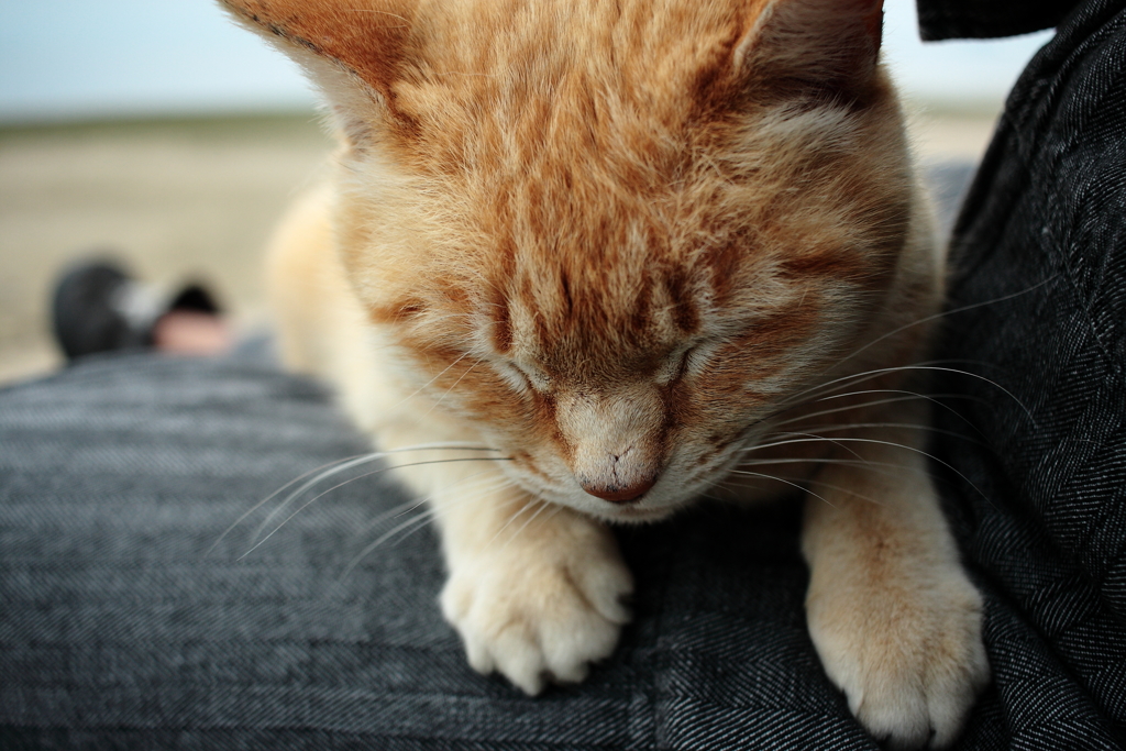 トラやんかいろ