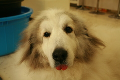 お店番してるココさん