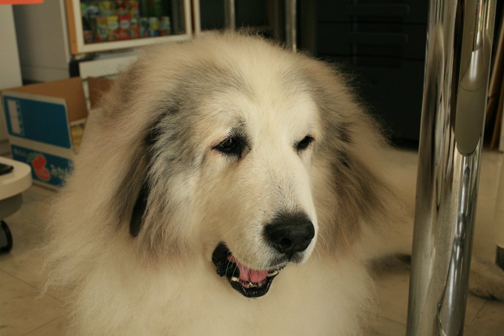 土曜昼、お店番してるココ様